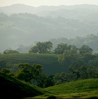 California Oak Trees Pacheco 14